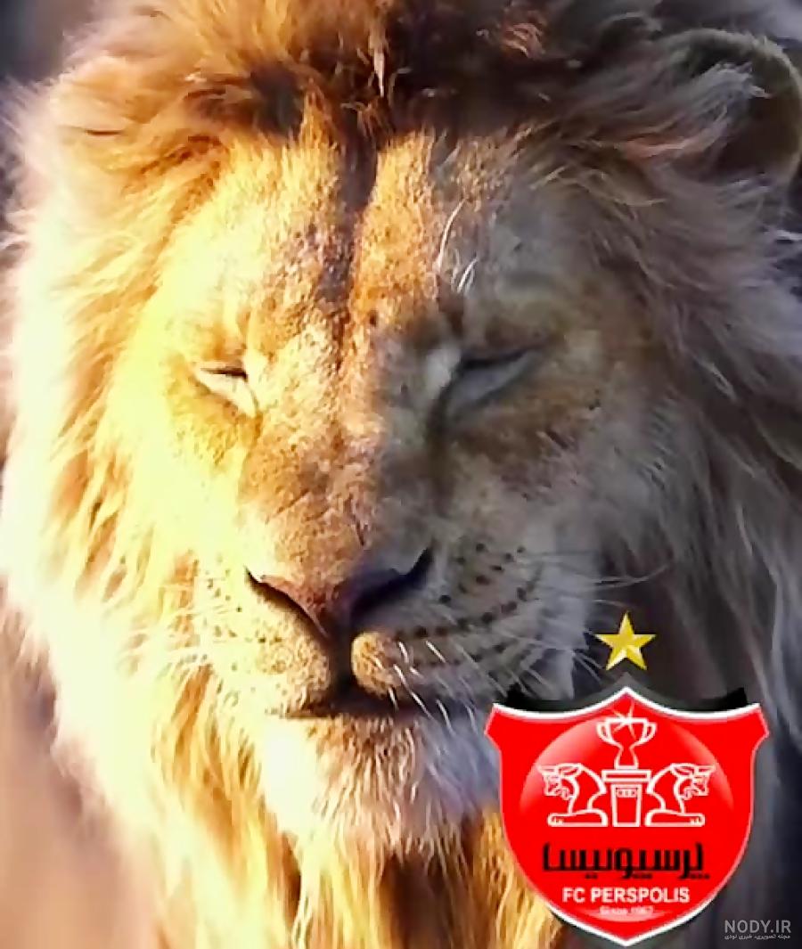 عکس پرسپولیس جدید 97 عکس پرسپولیس جدید 97
