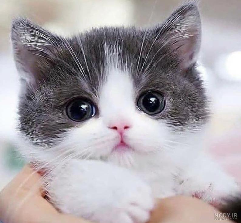 عکس گربه های خانگی عکس گربه های خانگی