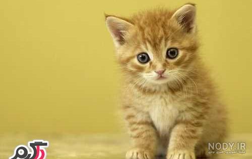 عکس گربه های ملوس و زیبا عکس گربه های ملوس و زیبا