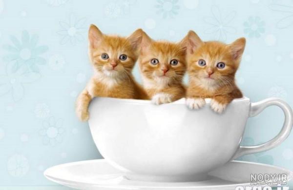 عکس گربه های ملوس کارتونی عکس گربه های ملوس کارتونی
