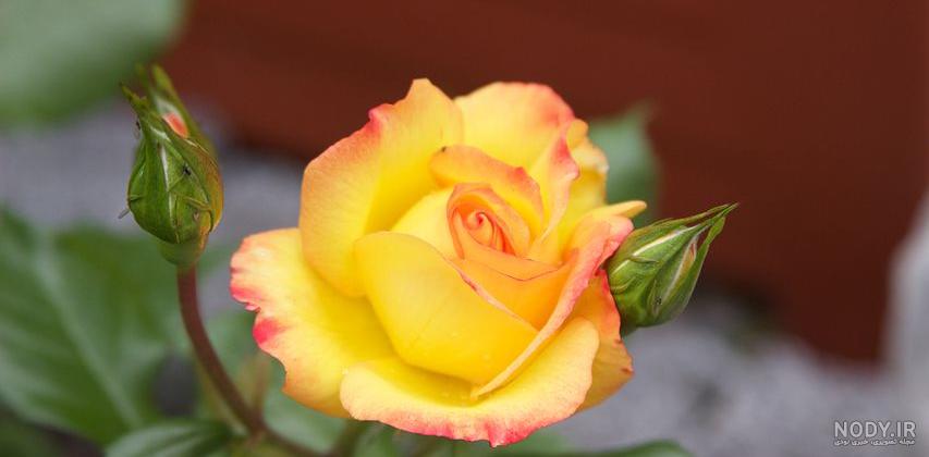 عکس گل رز ابی