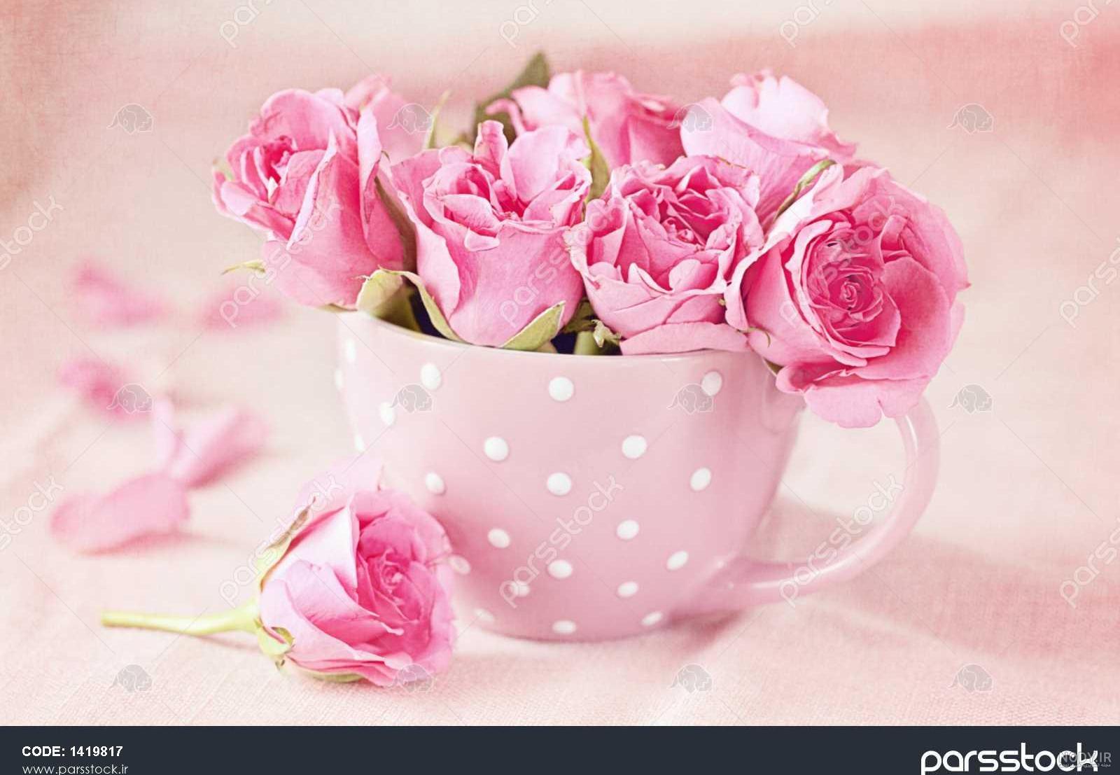 عکس گل رز ابی عکس گل رز ابی
