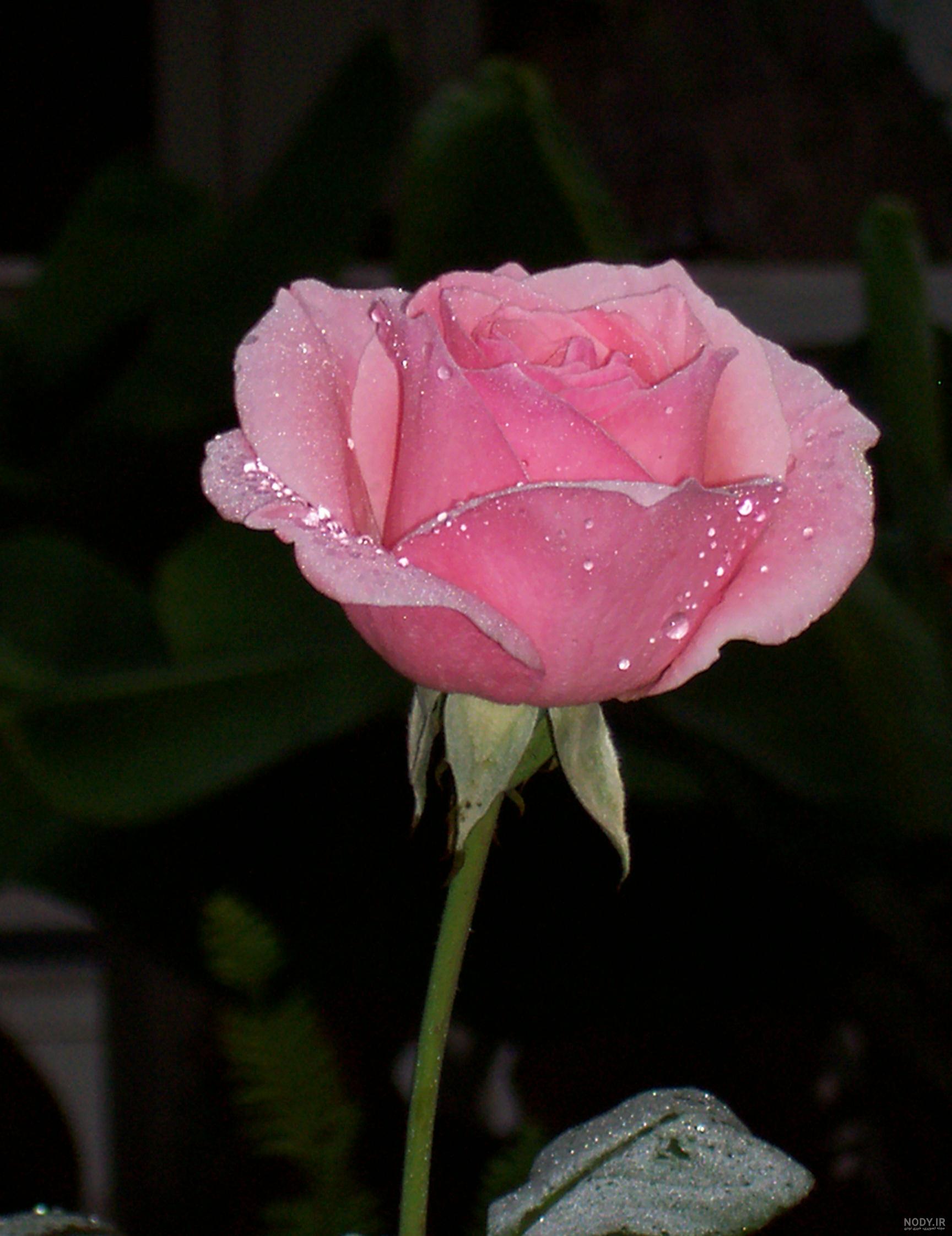 عکس گل رز زرد عکس گل رز زرد