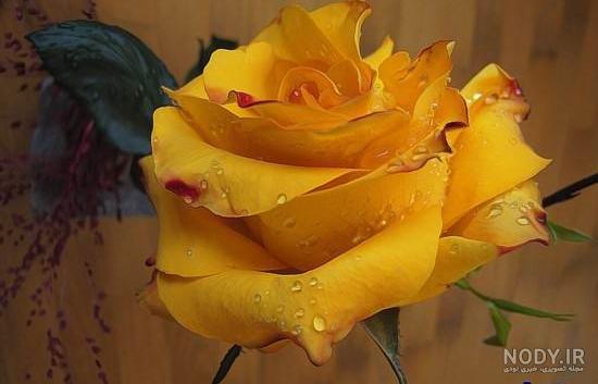 عکس گل رز زرد طبیعی