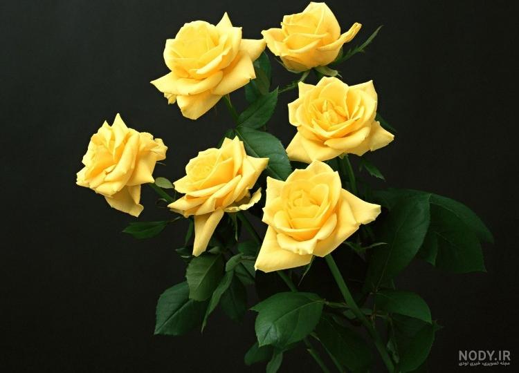 عکس گل رز زرد عاشقانه