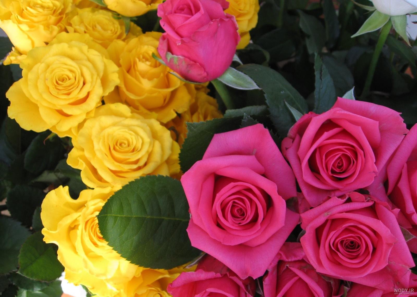 عکس گل رز زرد و قرمز