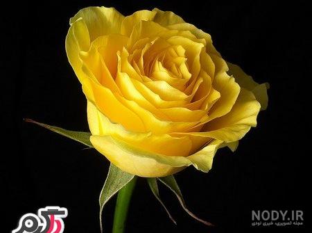 عکس گل رز قرمز و آبی