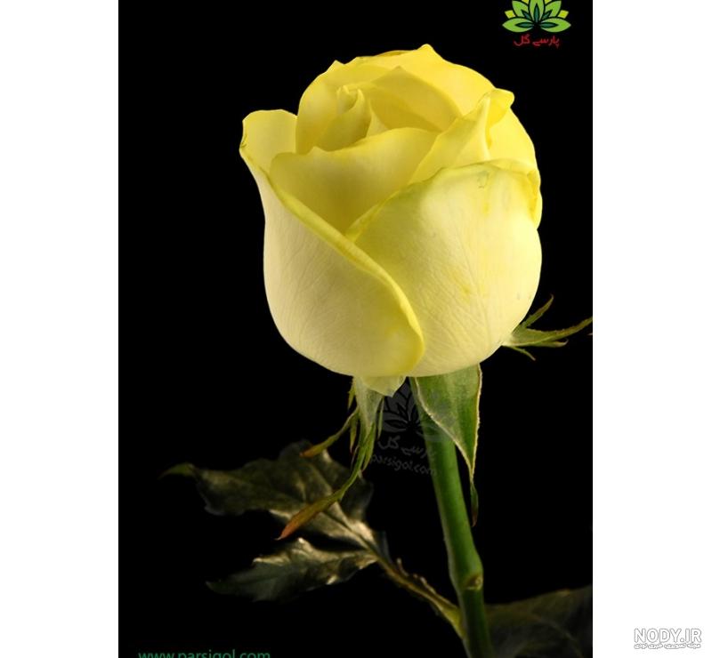 عکس گل زرد