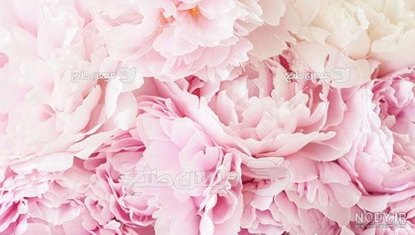 عکس گل صورتی برای پس زمینه عکس گل صورتی برای پس زمینه