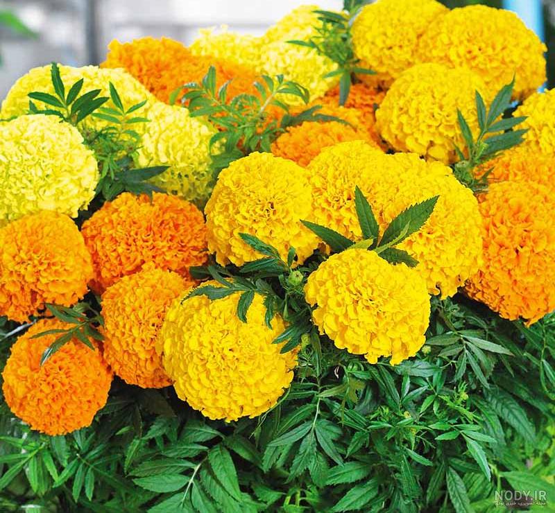 عکس گلهای جعفری