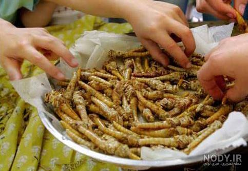 غذای چینی ها چیست غذای چینی ها چیست
