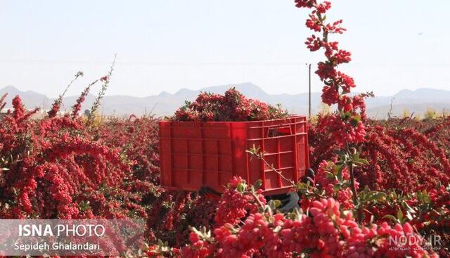 قیمت زرشک سیاه بی دانه