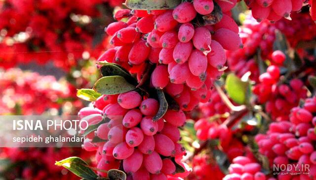 قیمت زرشک سیاه کرمانشاه