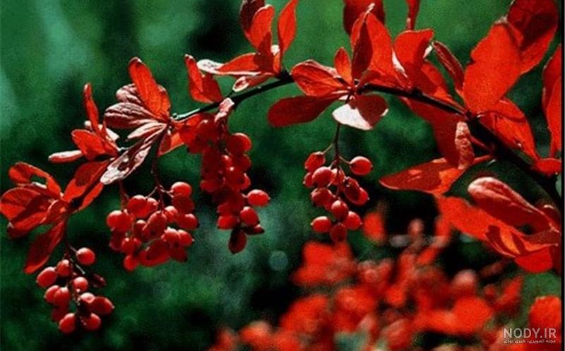 قیمت نهال زرشک در کرج