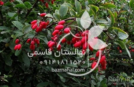 قیمت نهال زرشک سیاه