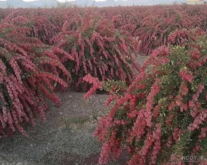 قیمت نهال زرشک سیاه کرمانشاه