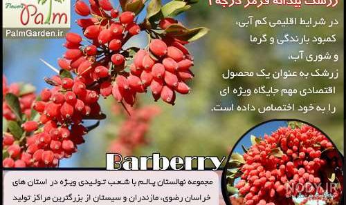 قیمت نهال زرشک سیاه کرمانشاه