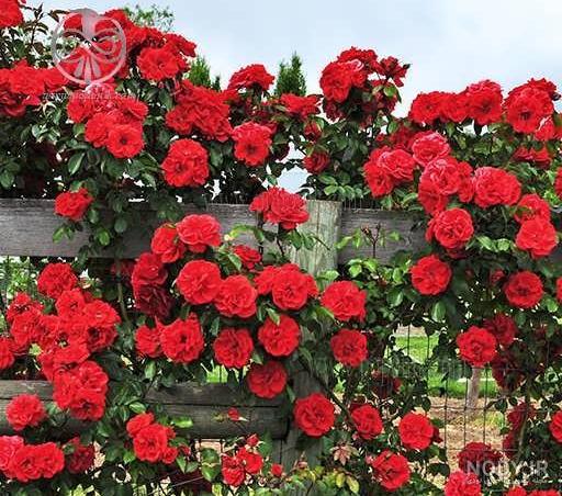 قیمت نهال گل رز هلندی قیمت نهال گل رز هلندی