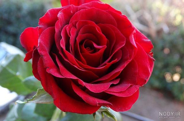 قیمت گل رونده قیمت گل رونده