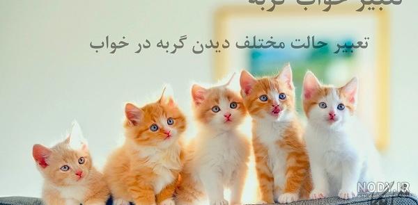 متن در مورد انسانهای گربه صفت متن در مورد انسانهای گربه صفت