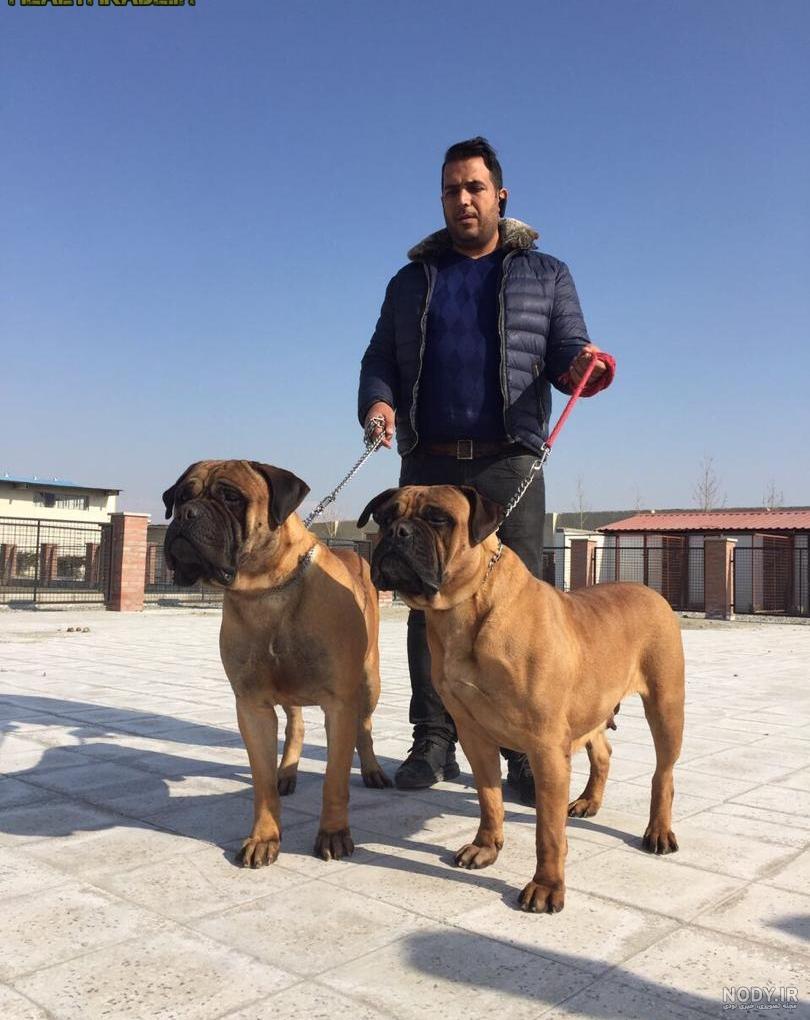محصولات صدف بیوتی