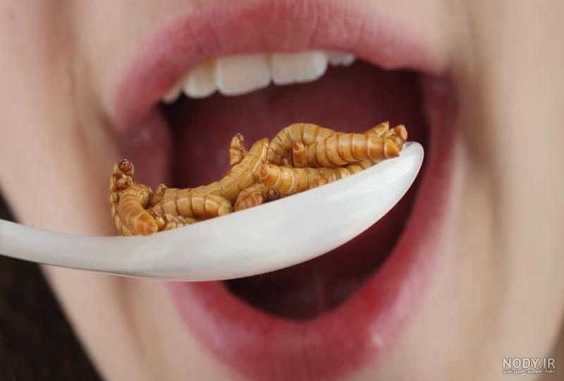 محل زندگی سوسک تاریکی محل زندگی سوسک تاریکی