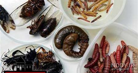 پرورش لارو سوسک تاریکی پرورش لارو سوسک تاریکی