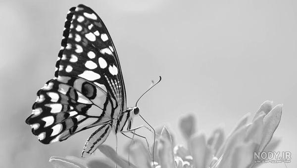 پروفایل سیاه سفید پروفایل سیاه سفید