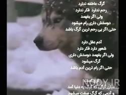 گربه صفت تتلو گربه صفت تتلو