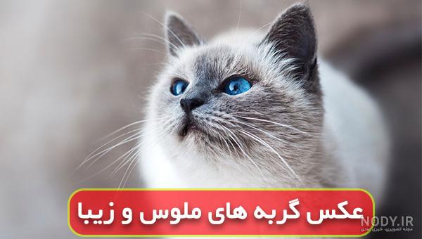 گربه صفت کیست گربه صفت کیست