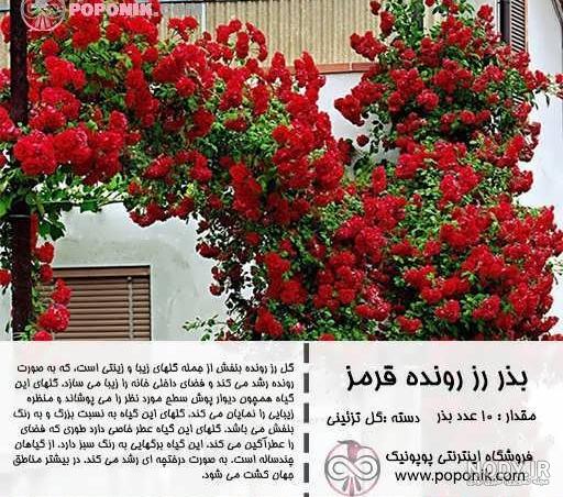 گل رز رونده چهار فصل گل رز رونده چهار فصل