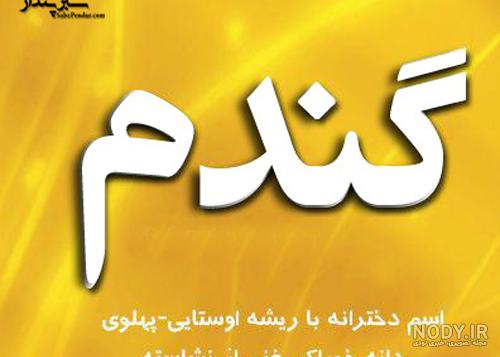 گندم دختر آزاده نامداری کجاست گندم دختر آزاده نامداری کجاست