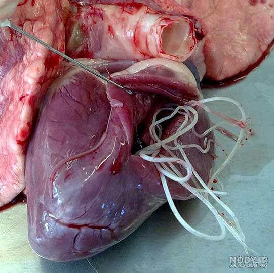 عکس بچه گربه های بامزه عکس بچه گربه های بامزه