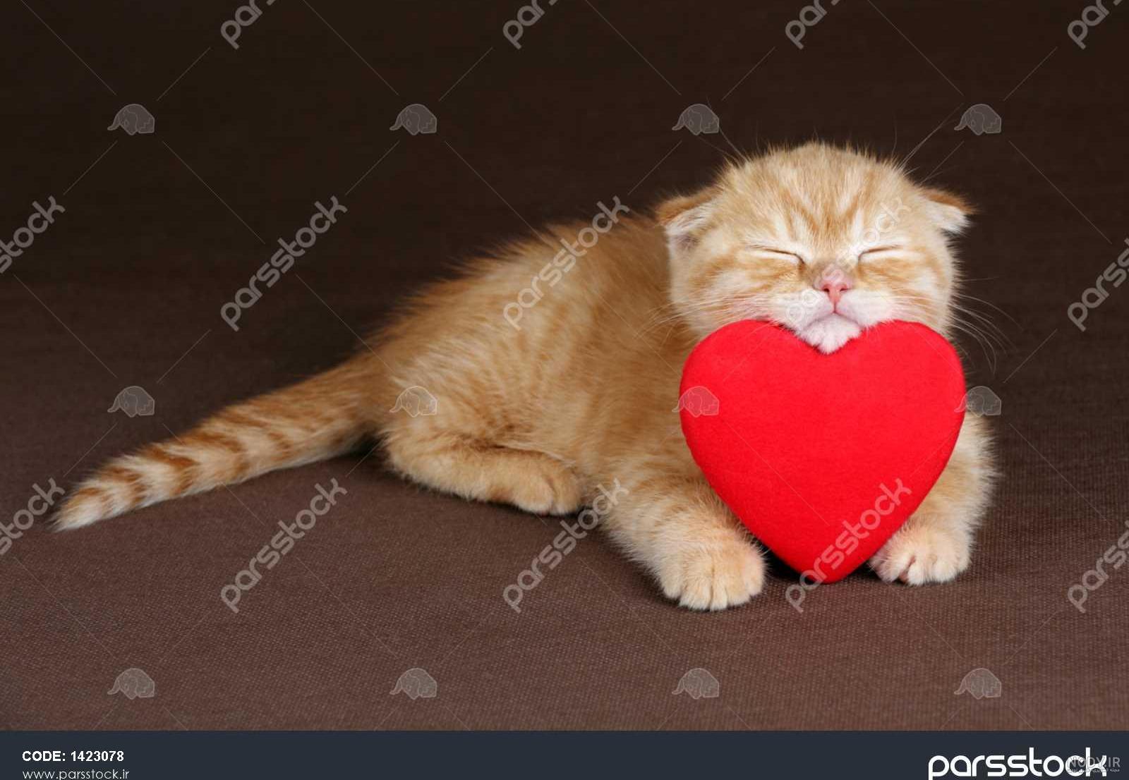 قلب گربه قلب گربه