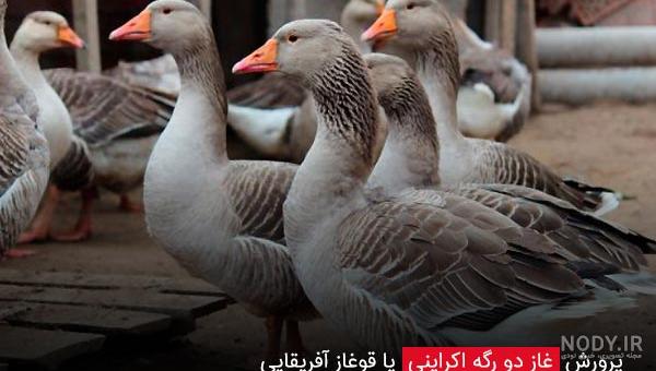 انواع غاز