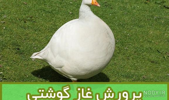 انواع غاز انواع غاز