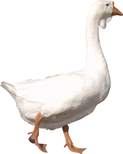 انواع غاز محلی