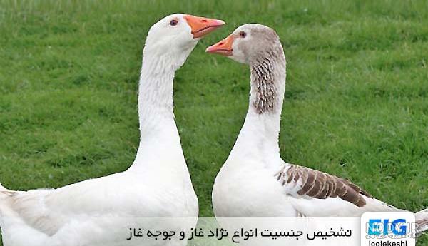 انواع غاز های وحشی