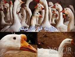 بازار غاز ایران