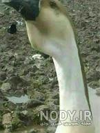 بازار غاز ایران بازار غاز ایران