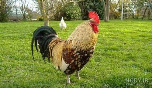 ببر نماد چیست