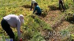 بهترین کود برای رشد لوبیا قرمز