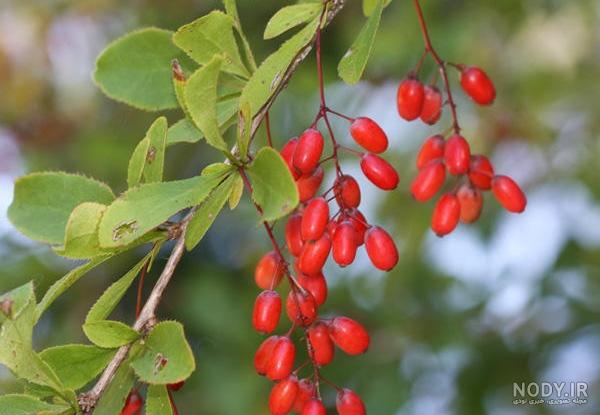 تزیین مرغ برای سفره شام