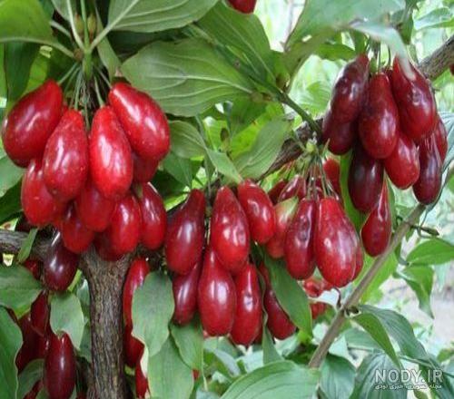 تصاویر درخت زغال اخته تصاویر درخت زغال اخته