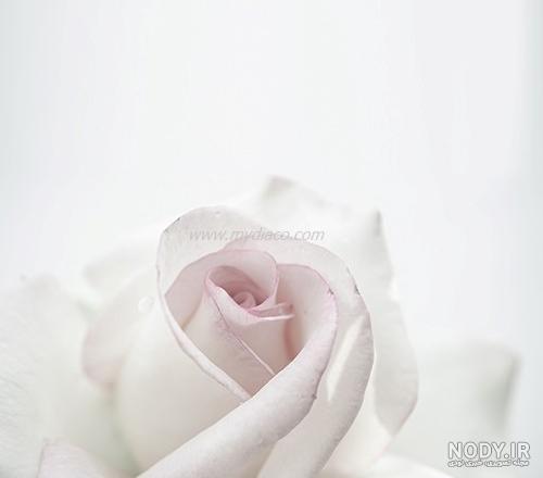 تصویر رز سفید زیبا