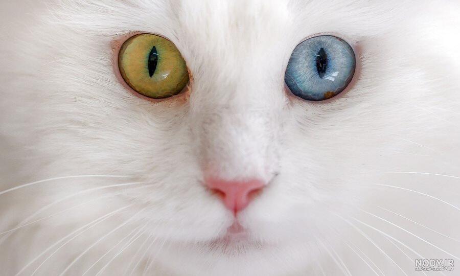 حمله گربه وحشی به انسان حمله گربه وحشی به انسان