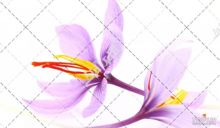 خرید پاکت هل