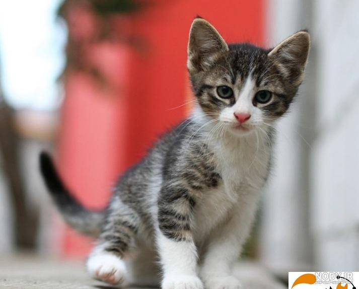 خصوصیات اخلاقی گربه وحشی خصوصیات اخلاقی گربه وحشی