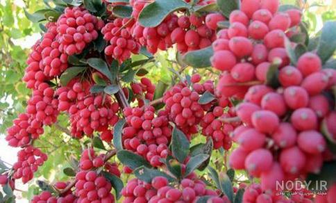 خواص دم کرده زرشک