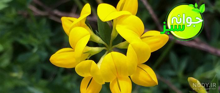 خواص دمنوش یونجه خواص دمنوش یونجه